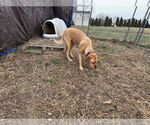 Small #12 Labrador Retriever Mix