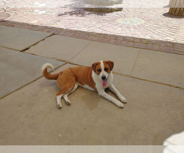 Medium Photo #8 Mutt Puppy For Sale in Apple Valley, CA, USA