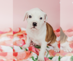 Small Photo #1 Bulloxer Puppy For Sale in Crystal , MN, USA