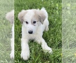 Small Photo #6 Great Pyrenees Puppy For Sale in CANOGA, NY, USA