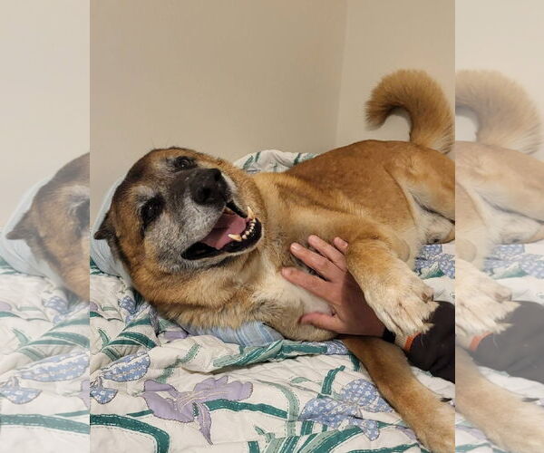 Medium Photo #2 Mutt Puppy For Sale in Germantown, OH, USA