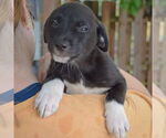 Small #5 Australian Shepherd Mix