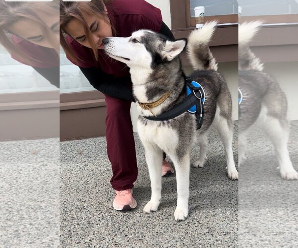 Medium Photo #2 Alusky Puppy For Sale in Lake Elsinore, CA, USA