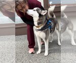Small #1 Alusky