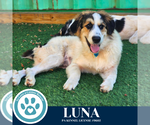 Small #1 Great Pyrenees Mix