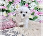 Small Photo #45 Maltese Puppy For Sale in HAYWARD, CA, USA
