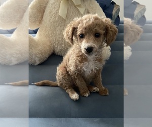 Cavapoo Puppy for sale in DAYTON, OH, USA