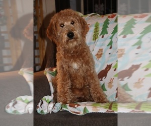 Goldendoodle Puppy for sale in UNION CITY, TN, USA