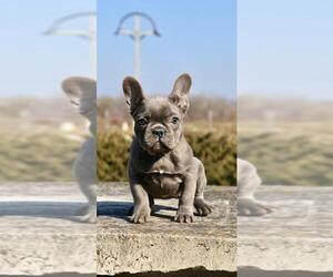 French Bulldog Puppy for sale in BROOKLYN, NY, USA
