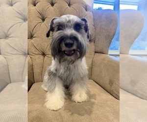 Mother of the Schnauzer (Miniature) puppies born on 05/18/2026