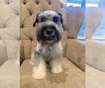 Small Photo #1 Schnauzer (Miniature) Puppy For Sale in MONTGOMERY, TX, USA