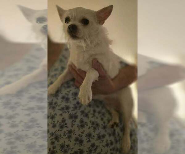 Medium Photo #2 Chihuahua-Unknown Mix Puppy For Sale in New York, NY, USA