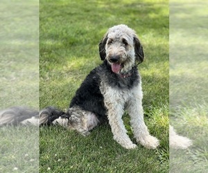 Mother of the Goldendoodle puppies born on 10/02/2023