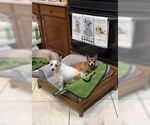 Small #7 Chihuahua
