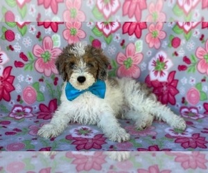 Poodle (Miniature) Puppy for sale in LANCASTER, PA, USA