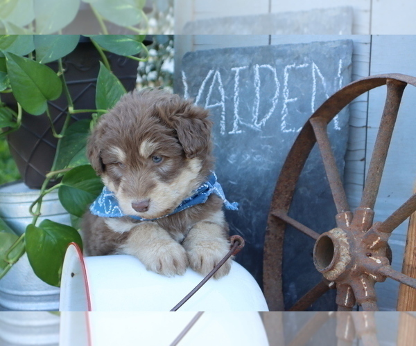 Medium Photo #3 Golden Retriever Puppy For Sale in ROCKY MOUNT, VA, USA