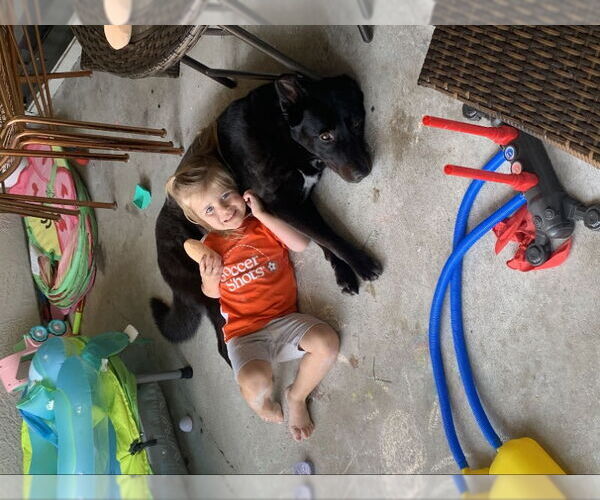 Medium Photo #3 Aussiedor Puppy For Sale in San Diego, CA, USA