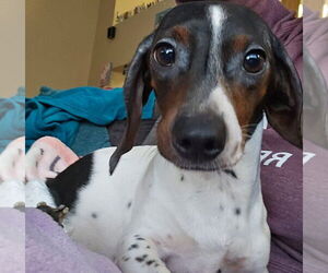 Dachshund Dogs for adoption in Mundelein, IL, USA