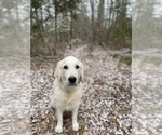 Small Photo #1 English Cream Golden Retriever Puppy For Sale in SIMPSONVILLE, SC, USA