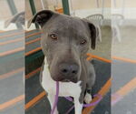 Small #3 American Pit Bull Terrier Mix