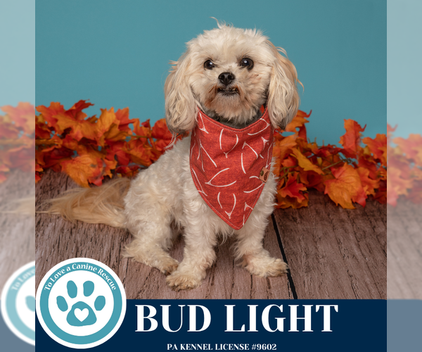 Medium Photo #4 Maltipoo (Miniature) Puppy For Sale in Kimberton, PA, USA