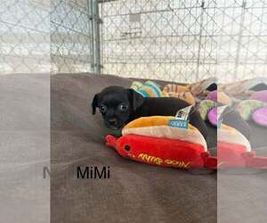 Chihuahua-Unknown Mix Dogs for adoption in Turlock, CA, USA