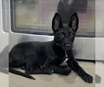 Small #4 Labrador Retriever Mix
