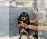 Small Photo #6 Aussiedoodle Miniature  Puppy For Sale in DALTON, GA, USA