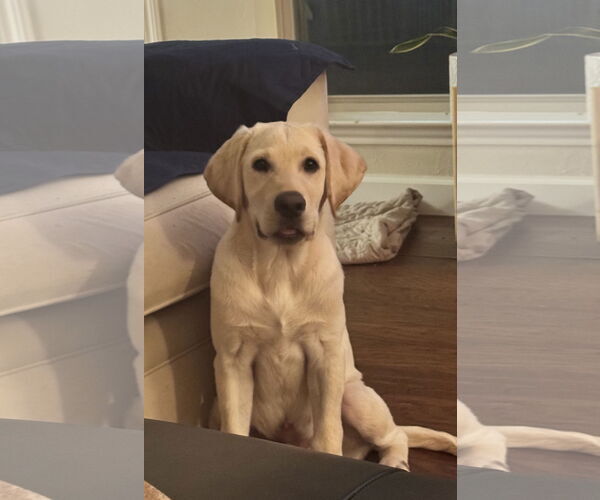 Medium Photo #5 Labrador Retriever-Unknown Mix Puppy For Sale in Fort Worth, TX, USA