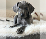 Puppy Levi Weimaraner