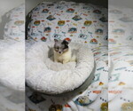 Small Photo #3 Pomeranian Puppy For Sale in COOKEVILLE, TN, USA