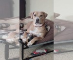 Small #3 American Pit Bull Terrier Mix