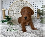 Puppy OLIVE Goldendoodle