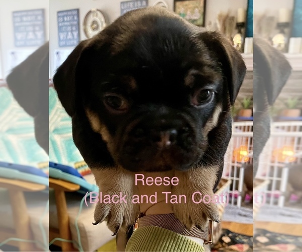 Medium Photo #1 Faux Frenchbo Bulldog Puppy For Sale in LEDYARD, CT, USA