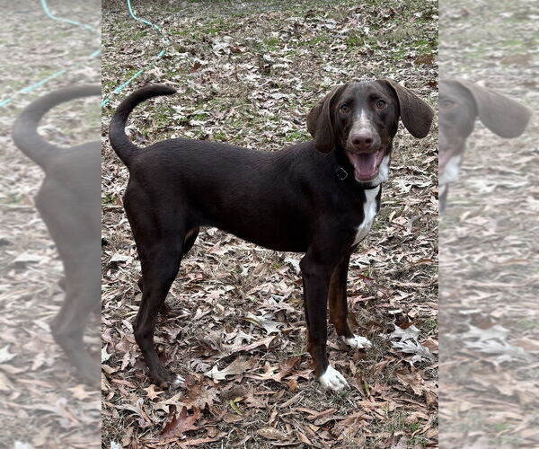 Medium Photo #4 Unknown-Weimaraner Mix Puppy For Sale in Boston, MA, USA