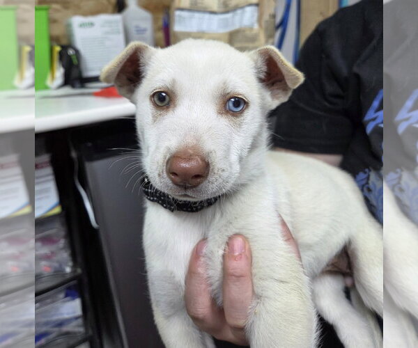 Medium Photo #1 Siberian Husky-Unknown Mix Puppy For Sale in Fargo, ND, USA