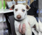 Tavia - Female Siberian Husky-Unknown Mix Dog for Adoption - Small photo