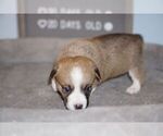 Small Photo #13 Welsh Cardigan Corgi Puppy For Sale in SUN PRAIRIE, WI, USA