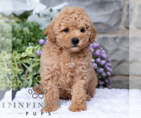 Medium Photo #4 Havapoo Puppy For Sale in LEWISBURG, PA, USA