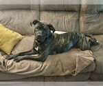 Small #12 American Pit Bull Terrier Mix