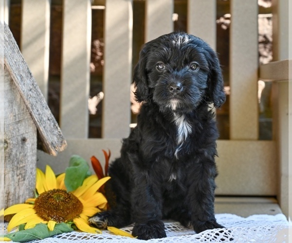 Medium Photo #1 Cavapoo Puppy For Sale in MILLERSBURG, OH, USA