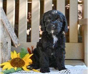 Cavapoo Puppy for sale in MILLERSBURG, OH, USA