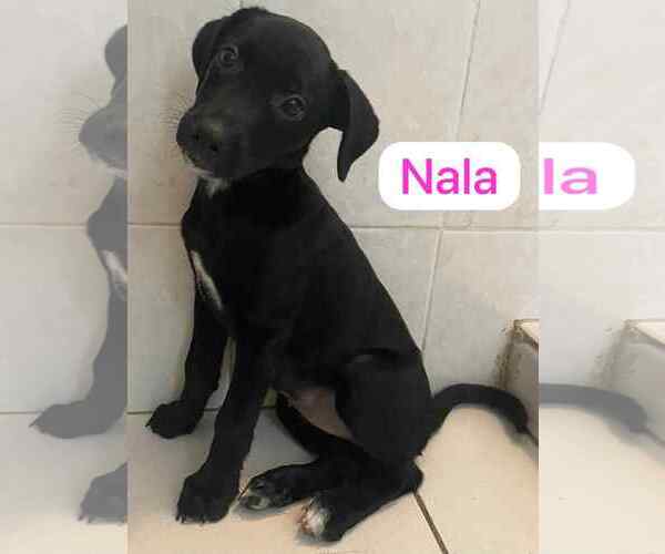 Medium Photo #1 Labrador Retriever-Unknown Mix Puppy For Sale in Virginia Beach, VA, USA