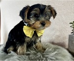 Small #6 Yorkshire Terrier