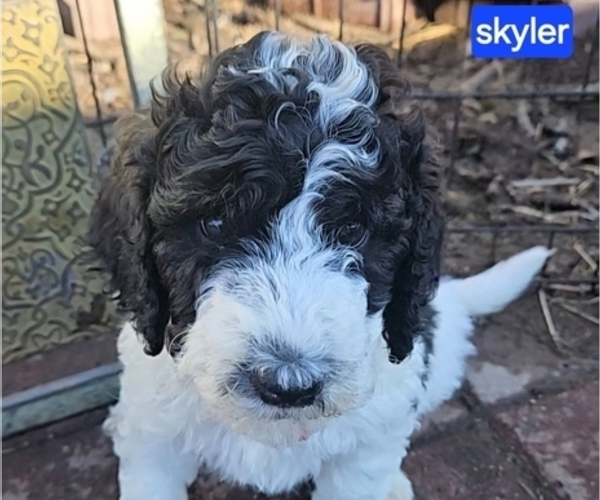 Medium Photo #2 Poodle (Miniature) Puppy For Sale in WHITEWATER, WI, USA