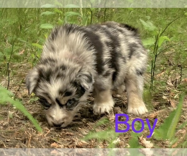 Medium Photo #9 Australian Shepherd Puppy For Sale in WILLIAMS, AZ, USA