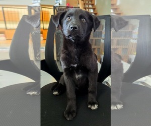Labrador Retriever-Unknown Mix Dogs for adoption in Anchorage, AK, USA