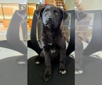 Small Labrador Retriever Mix
