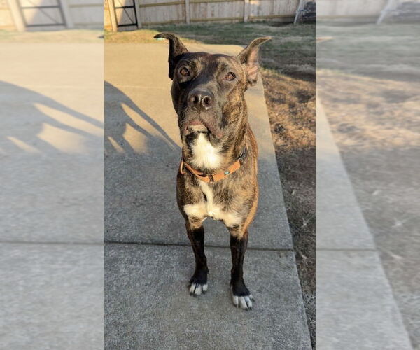 Medium Photo #6 Mutt Puppy For Sale in Evansville, IN, USA