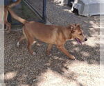 Small #9 Red Heeler Mix